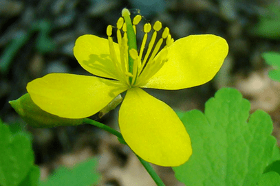 bunga ramuan celandine untuk menghilangkan papiloma
